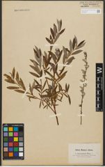 Foto von Salix purpurea L. x Salix repens L.